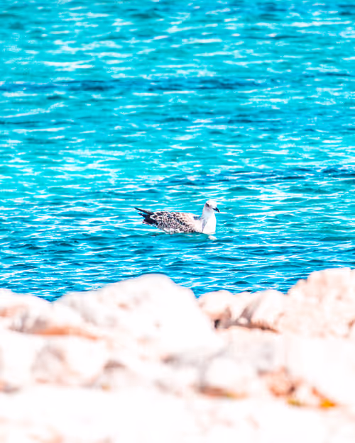 Item #38518121465561927767335068220041833566284498023600994966798612452902589956097 Media