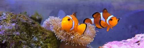 Item #60519148503989923993140428619486106176492999560301780912432846267810827993089 Media