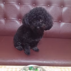 poodle money