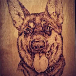 German Shepherd Burn