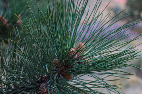 Item #19684374529110288056520570276703370007863893692966726326193838105299278364673 Media