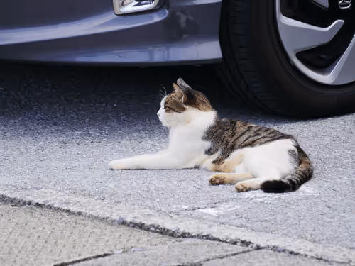 Item #55455677318123595031509472603724202920888355633279889545160944763394498494465 Media