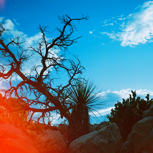 Joshuatree