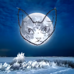 Full Moon Cat