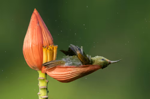 Nature Ttl Photographer Of The Year 2021 O3hXp60Fj