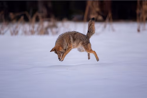 Item #112637204327845919666552565254926487665706650630918372060770064634855257276417 Media