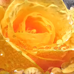 Yellow Rose