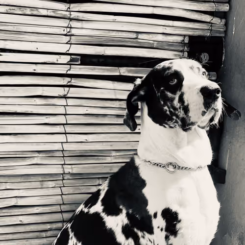 MY DOG 