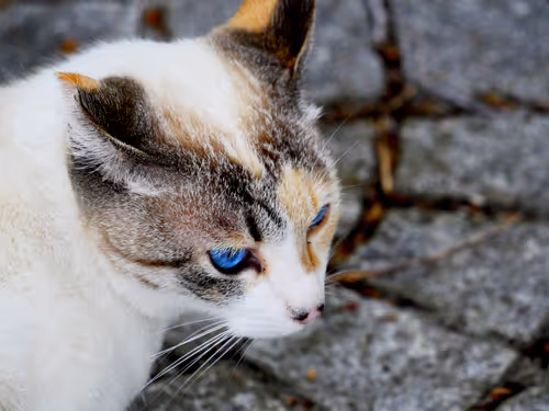 Item #55455677318123595031509472603724202920888355633279889545160944644647242694657 Media