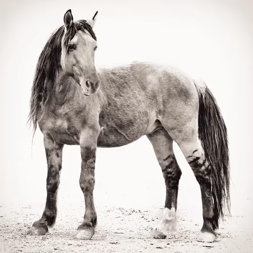 Rare and Wild | Kat Livengood | Wild Horses
