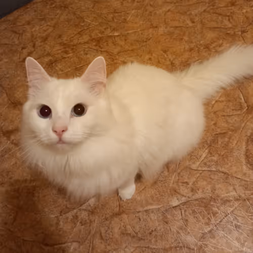 Item #763224073280193224173041358155125596503139434424356380946212147565992869889 Media