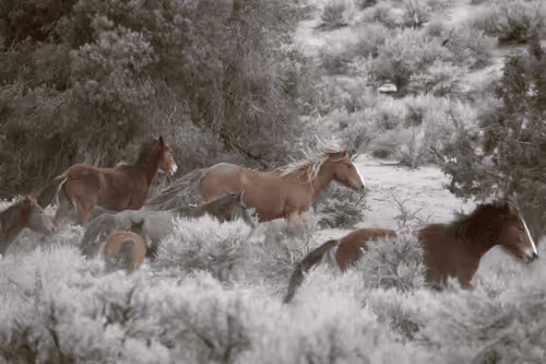 The Color of Wild | Kat Livengood | Wild Horses