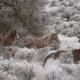 The Color of Wild | Kat Livengood | Wild Horses
