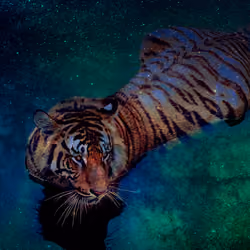 Tiger #2