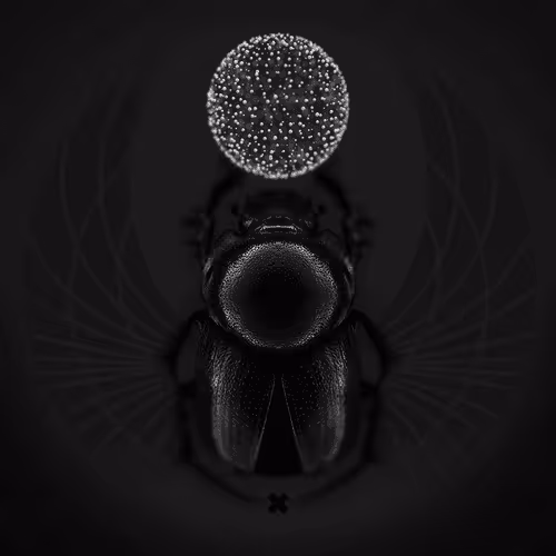 ASH Scarabs