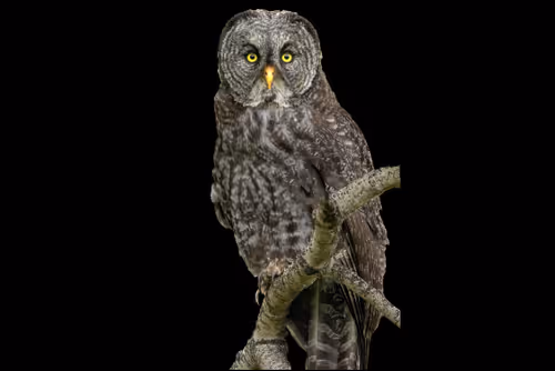 Item #51039207125922697729139160726251240762827402821056353130504327792120471486465 Media