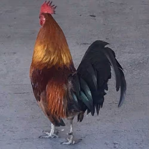 Roberto the Greeting Rooster