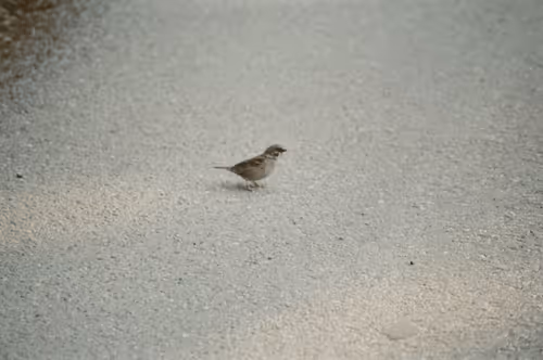 Item #74023677201646755135331308507564903527540019638043320718460698814591388352513 Media