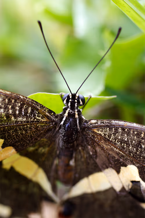 Item #17170766491500085813784528329408520152162080499931486046086089706532264476682 Media