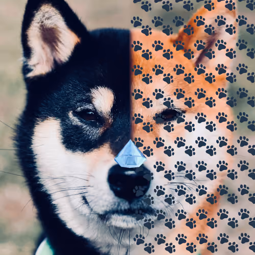 blackdiamondshib