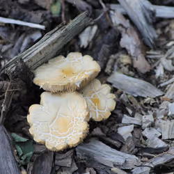 51124555051901614330264480006545612592022390906904121289505624534920934195201