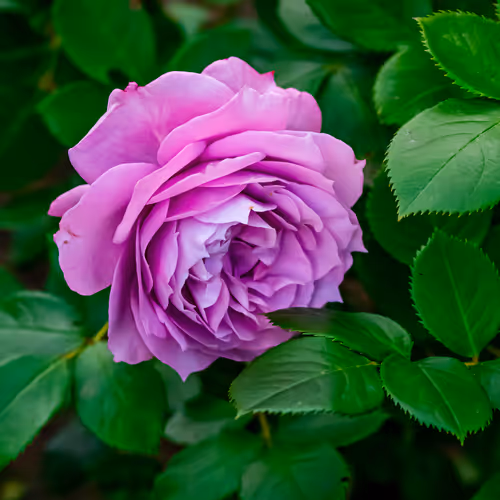 103686277115178527412315898511256896200639863012682764514094226625495562190849