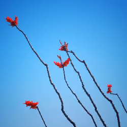 Ocotillo