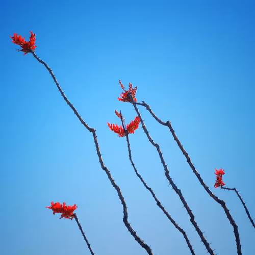 Item #42956466618878321387532578261577756492161920653755194423256676489012820574209 Media