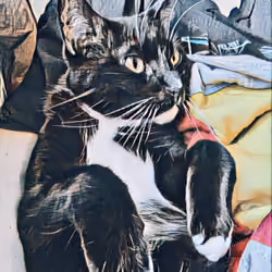 feline funk