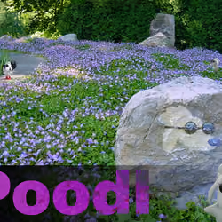 test poodl 3d