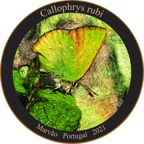 Item #83346383481971607988729477170446348570292642791419063456680174179189180596225 Media