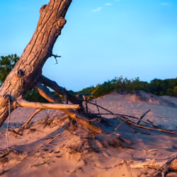 Dunes by the Sunset
