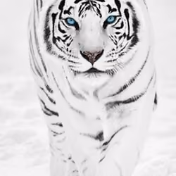 white tiger