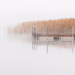 Reed #4