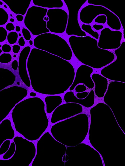 Item #60447415217477959408772772467770452871177809879771206339827648275880070873089 Media