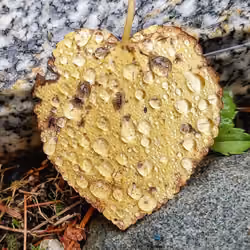 I heart leafs.