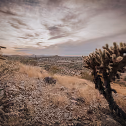 Cactus Serenity #23