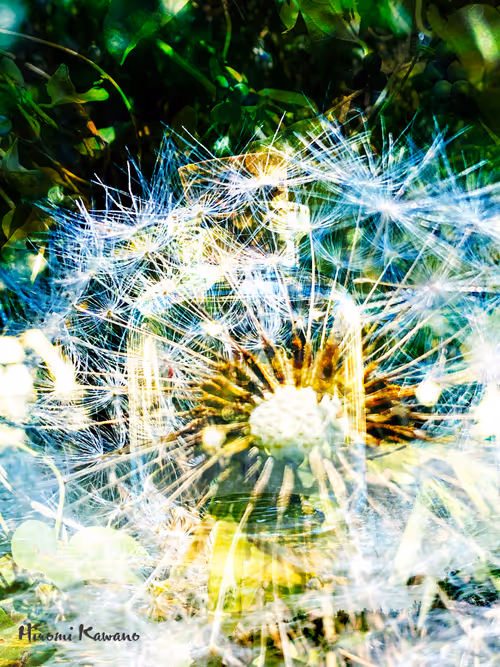 Item #85287633778568224854249724770997392266845098345306706215284281580584632844289 Media