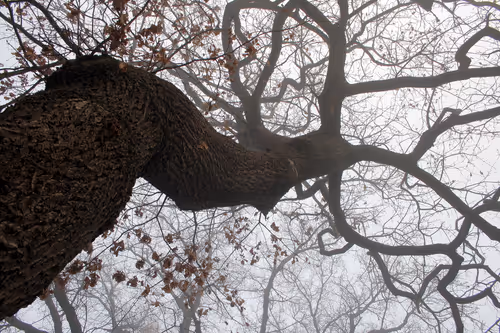 Item #13606181839721576894155883308236999132816604807813273145513526392348200665089 Media