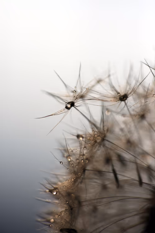 Item #13606181839721576894155883308236999132816604807813273145513526373656502992897 Media