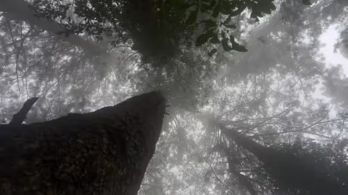 Item #96066332971705989525174256936068296345357296900751305459509475609506861809665 Media