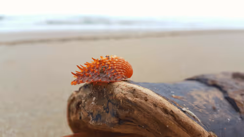 Seafront Vibe (vol. 1)