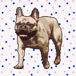 Happy Frenchie