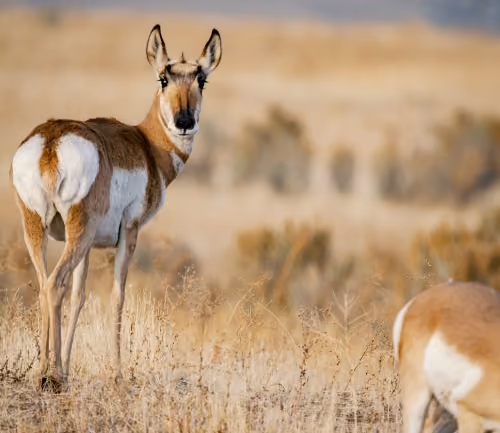 ChineseWaterDeer