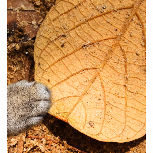 Ithinkyoushouldpaws