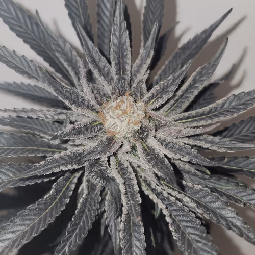 Item #20184720683062175566546037635947045921981032366840982813843919981906514411521 Media