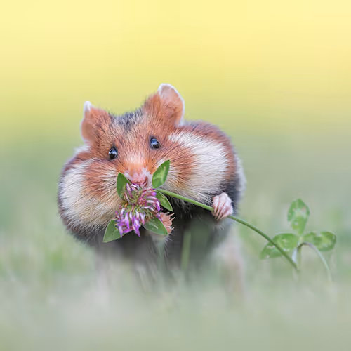 bokehlicious Collection