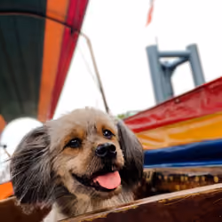 Dog on a boat