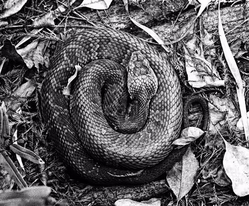 Item #113818680872054233804981556580225231507096583246841900002678007544605115940865 Media