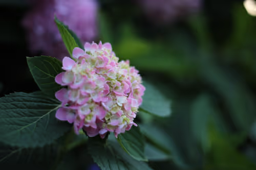 Item #100727399351847543222299581430624484738905524796043180473835962230684057075713 Media